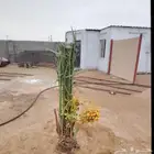 مشاءالله تبارك الله نخل طيب مثمر جاهز