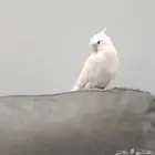 ذكر كروان مغرد ماشاء الله