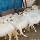 قروب انعام المواشي