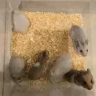 هامستر سوري همتارو