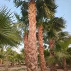 نخل واشنطني للبيع نخيل واشنطونيا عربي