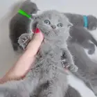 قطط كيتن سكوتش