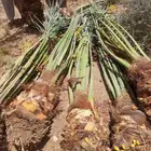 نخل للبيع متر مترين خمسه متر نخيل فروخ جثايث صقعي برحي سلج