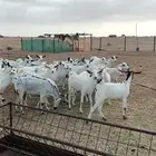 ماعز دفاع