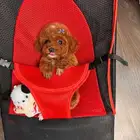 بودل سوبر ميني مسويات جميله