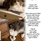 قطة للتبني مع كامل أغراضها