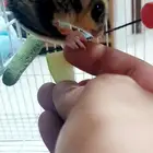 للبيع العاجل