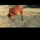 بقر للبيع دفيع