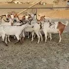 معزاء للبيع منوة القناي العدد 10