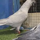 جوز قرقاطي بطل تم البيع