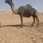 للبيع لقحه مجهم ملاقي