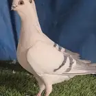 جوز بوز ابيض بكحله