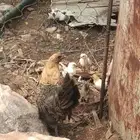 دجاج علاسوم واديك