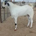 تيس فحل بيشي للبيع