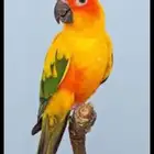 ابحث عن فرخ صن كنيور