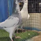 جوز هومر فخم