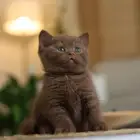 لعشاق التميز كتن سينمون ( تم البيع )