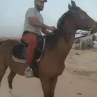 فرس انقليزيه