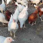لوهمان براون