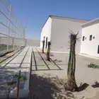 مشاءالله تبارك الله نخل وصل اليوم