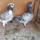 حمام شامي للبيع