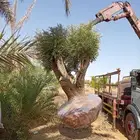 زيتون معمرونخل