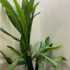 شجره زينه