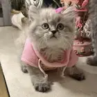 قط هاملايا مع جميع ملحقاته متوفر تمارا