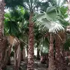 توريد وتركيب جميع انواع المقاست النخيل العربي في انح المملكه