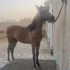 مهر شعبي