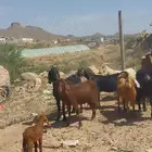 معزاء عوارض ديره والد وفيهاء حصيب