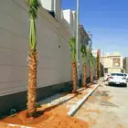 يوجد لدينا نخل للبيع نخل طيب ومقاسات مناسبة ونوايع فاخره