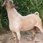 صخل عماني