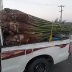 مشاءالله تبارك الله نخل طالع اليوم