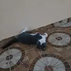 اسمه ميلو بحي قريب من بقاله اطلالة الشرم مو مسامحه الي اخذه