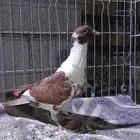 حمام شامي للبيع
