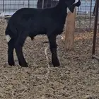 خروف نجدي شحم