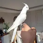 كروان البينو عيون حمر متكلم واليف لايفوتكم