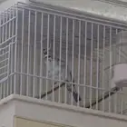 مكس ياسمين تغريد