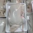 موجود بط بكيني على الطلب