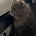 قطة تبني بسة