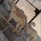 خرفان بلدي على الشرط