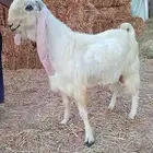 تيس مطور