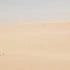 يوجد لديا دركال رمل منطقه العقير تواصل