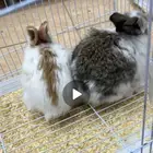 أرانب صغيره