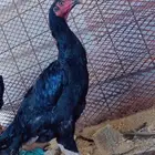 دجاج باكستاني سندي