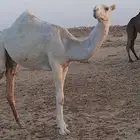 مفروده عونيه طيبه شرق الرياض برمه