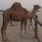 قعود ساحلي القنفذة