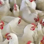 يوجد لدينا دجاج لحم