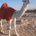 مفروده وضحا ابوها عوني منتج وامها ناقة خيار